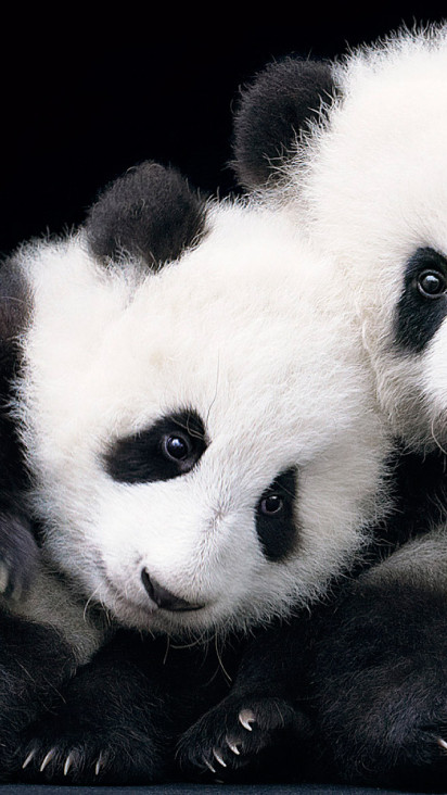 Раскраска зеркальная А5 Веселые панды раскрась по клеточкам - Интернет-магазин Глобус